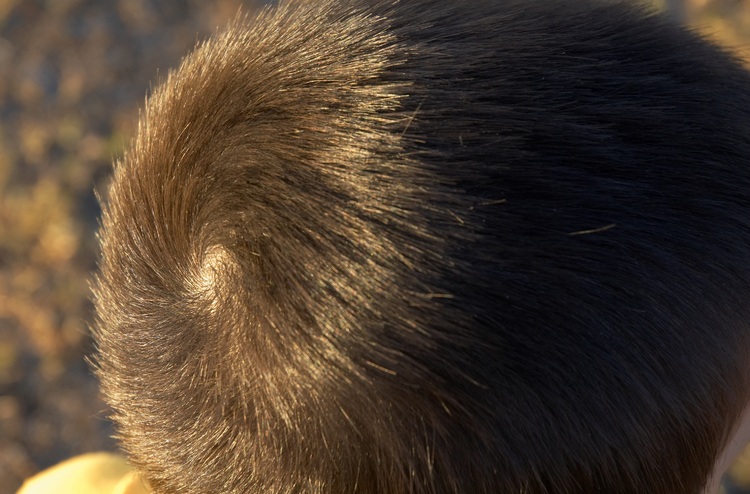 A spiral pattern in hair