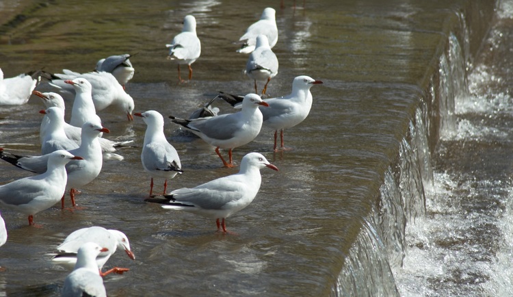 Seagulls standing in shallow water