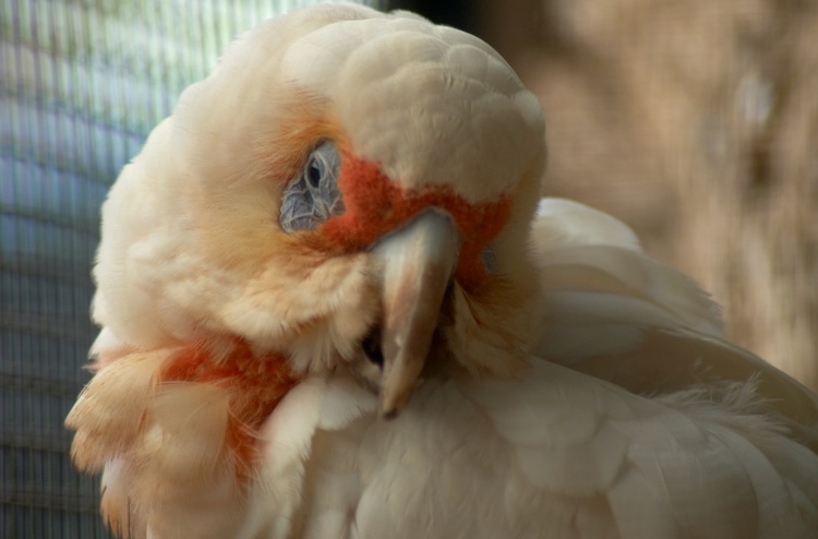Cockatoo's head