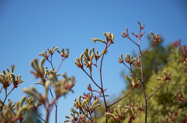 Kangaroo Paw flowers against a blue sky