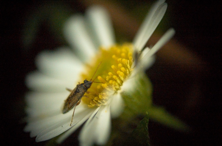 A tiny white and yellow erigeron flower with a small insect on it