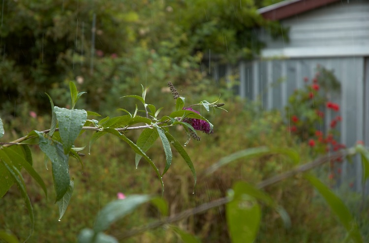 A buddleia plant dripping with rain