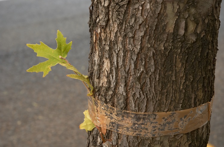 Faded packing tape around the trunk of a tree