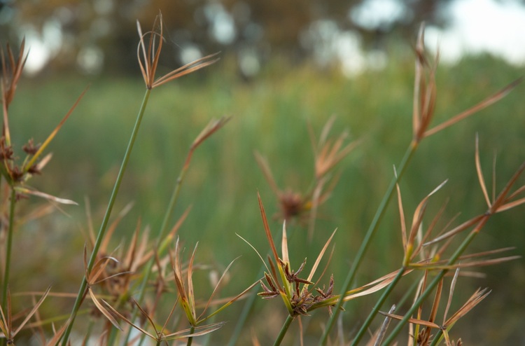 Closeup of some wetland reeds