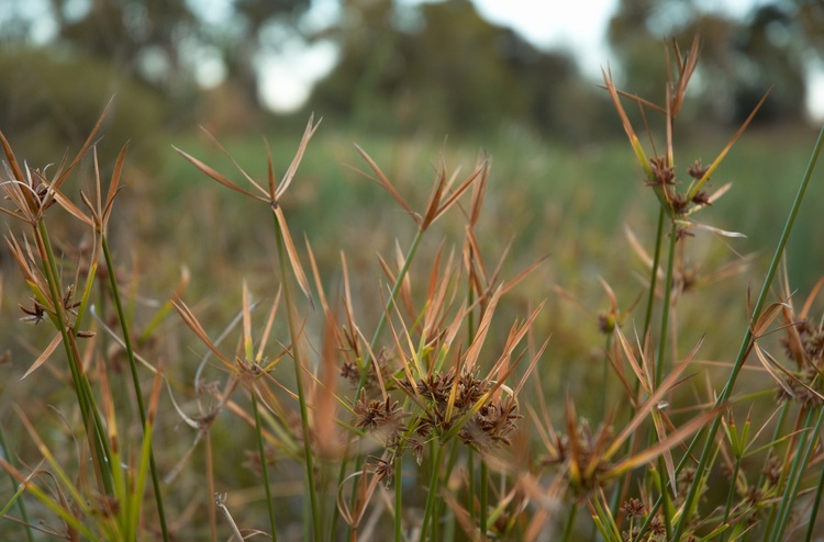 Closeup of some wetland reeds