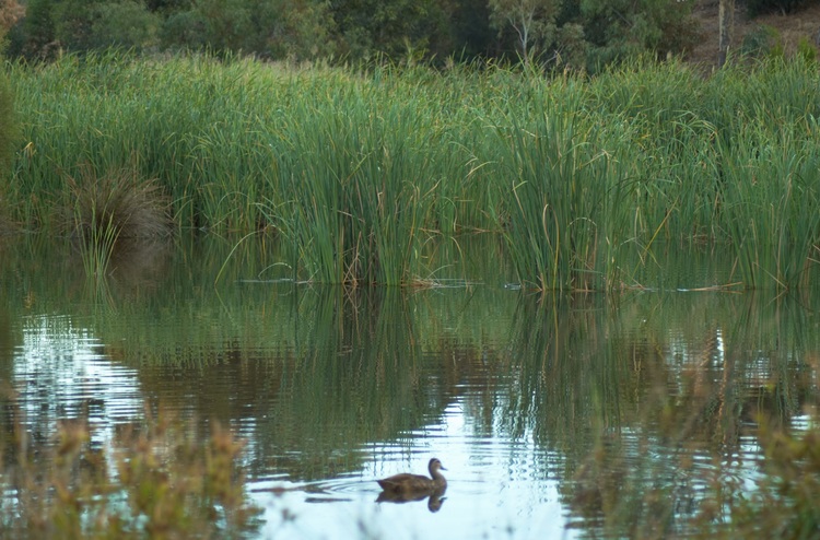 Wetland reeds and their reflections