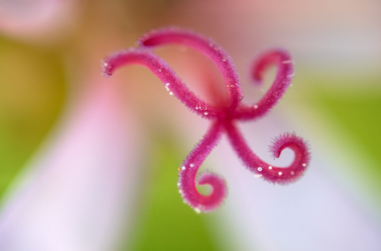 A macro photo of a geranium stamen