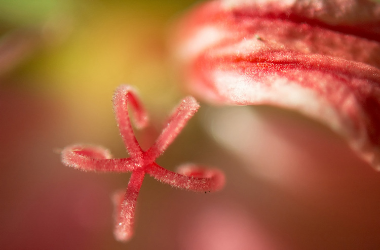 A macro photo of a geranium stamen