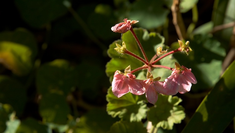 A dying geranium flower head