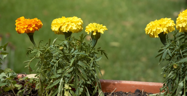 A window box of miniature marigolds