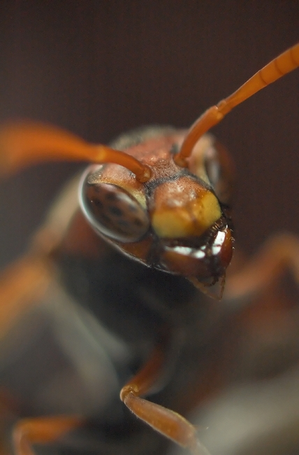 A closeup of a wasp