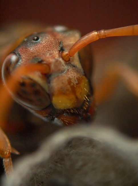 A closeup of a wasp