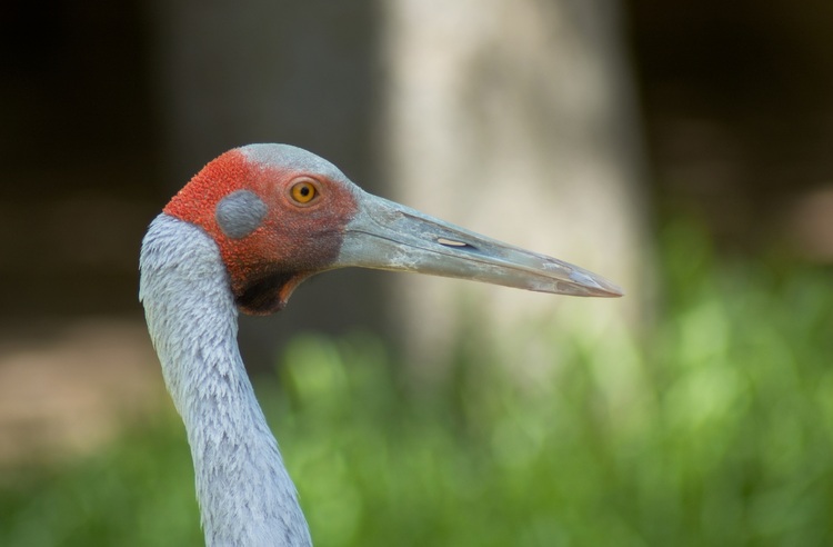 Headshot of a Brolga