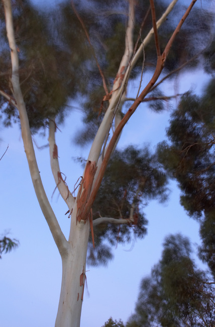 Long exposure of Gum trees