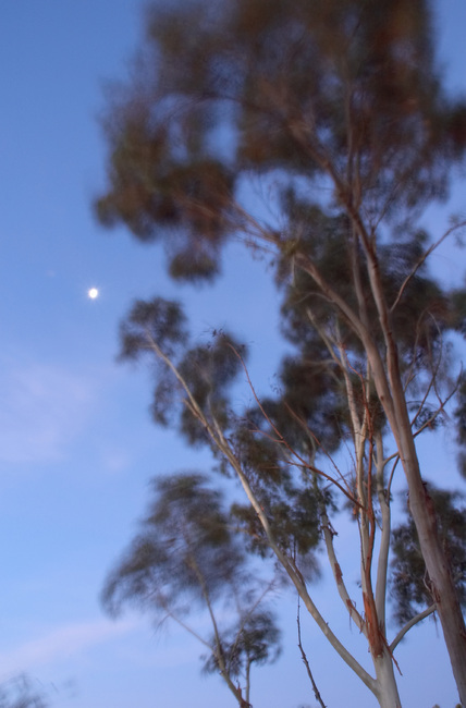 Long exposure of Gum trees