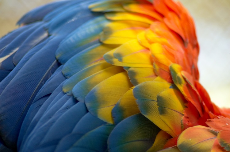 Closeup of a parrot's wing