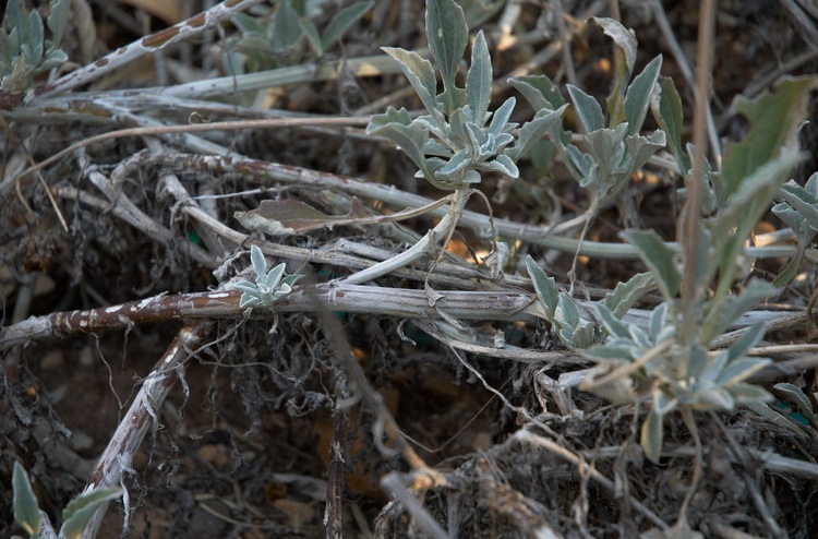 Closeup of woody flower stems