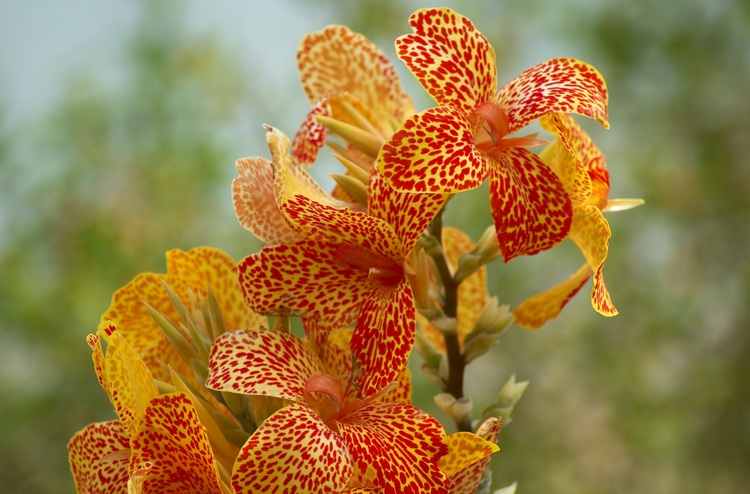 Orange Lily flowers