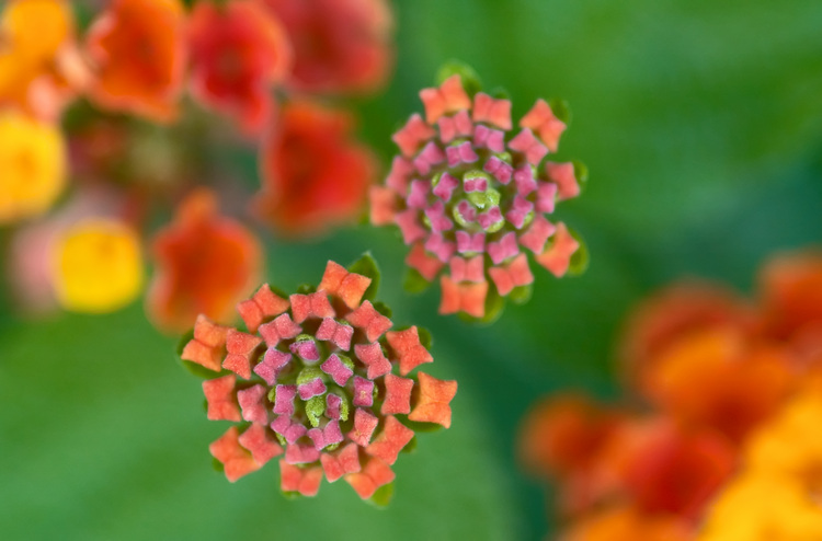 Closeup of Lantana buds