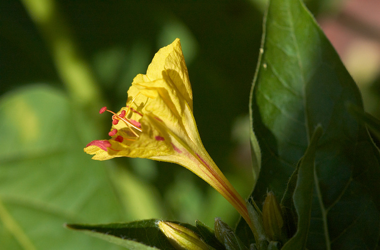 Closeup of Marvel of Peru flower