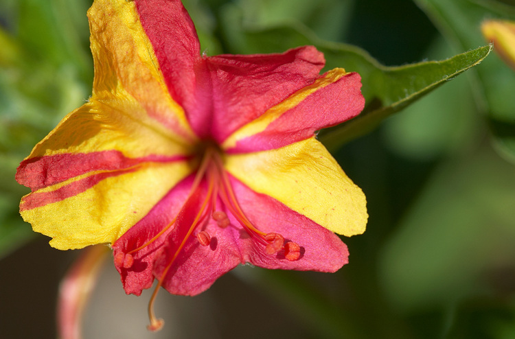 Closeup of Marvel of Peru flower