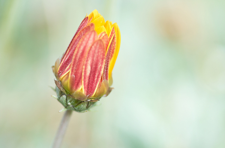 A closed-up Arctotis flower