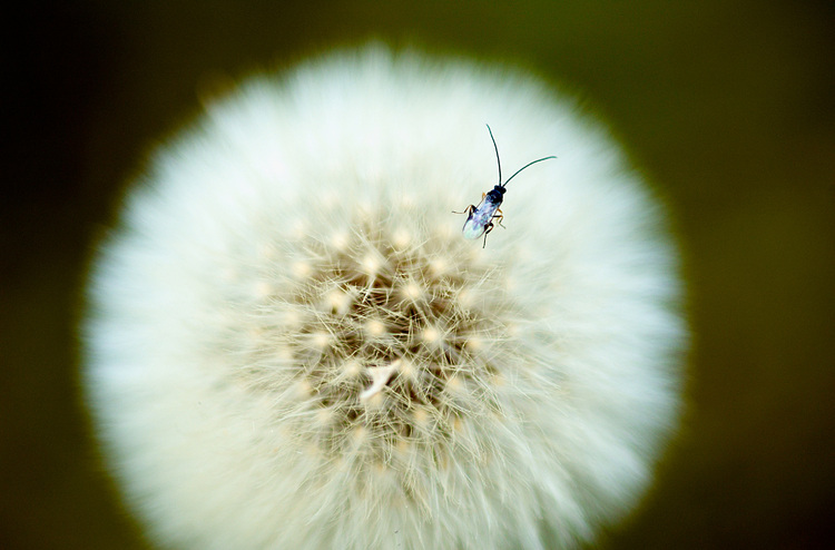 Dandelion Photos