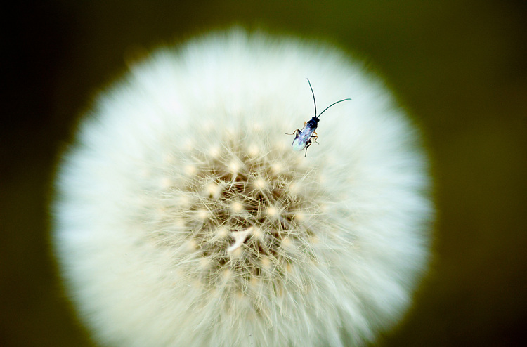 Beetle on a dandelion