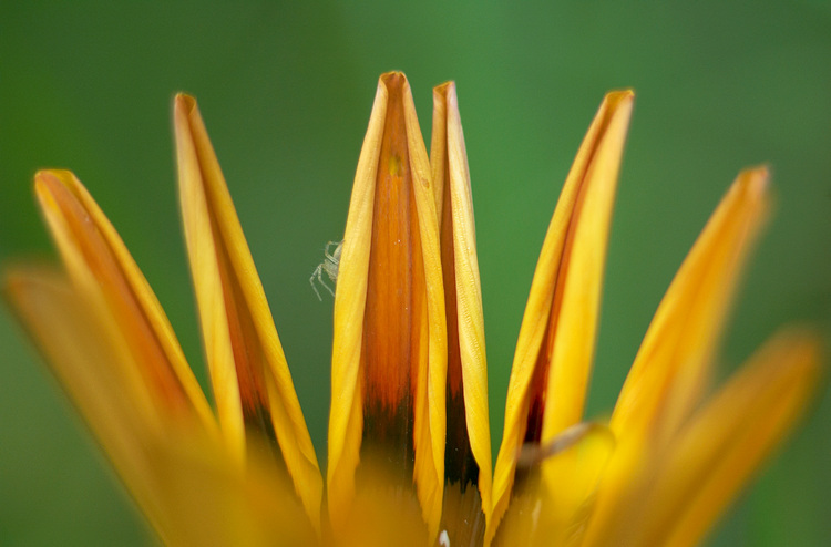 A tiny spider on the petals of a flower