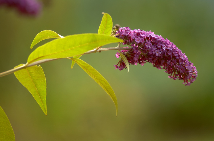 Closeup of a buddleia flower