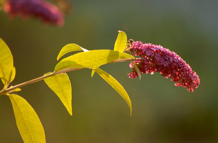 Closeup of a buddleia flower