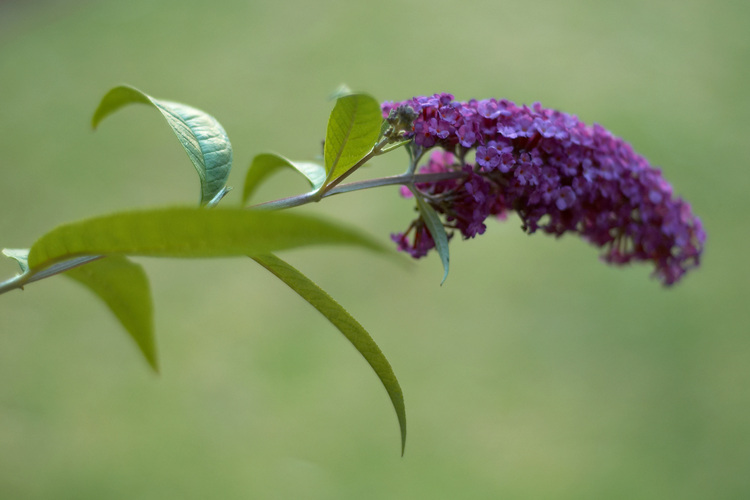 Closeup of a buddleia flower