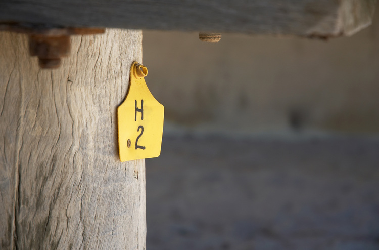 A yellow tag on a wooden pylon