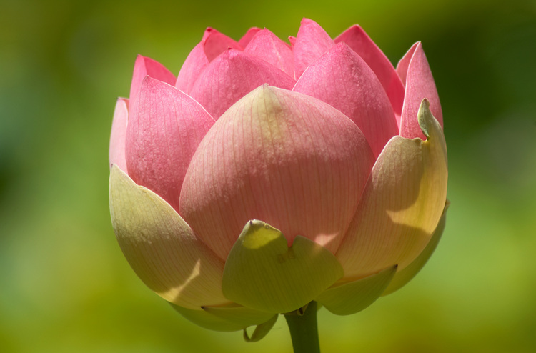 Closeup of a Lotus flower