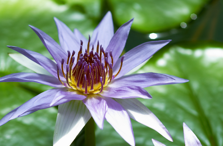 Closeup of a Water Lily
