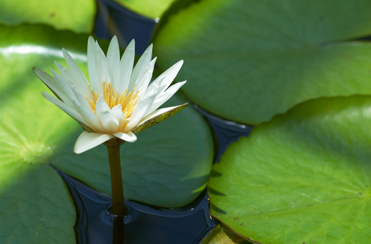 Closeup of a Water Lily