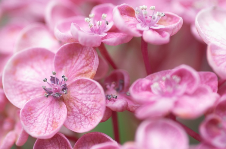 Closeup of pink hydrangea flowers