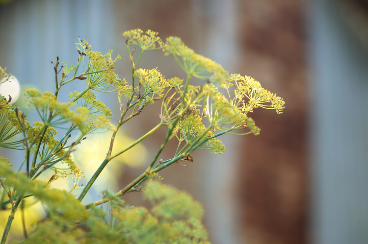 Closeup of Fennel seed heads