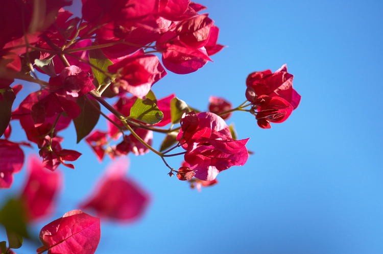 Bougainvillea flowers against a blue sky