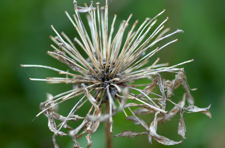 Closeup of a an Agapanthus seed-head