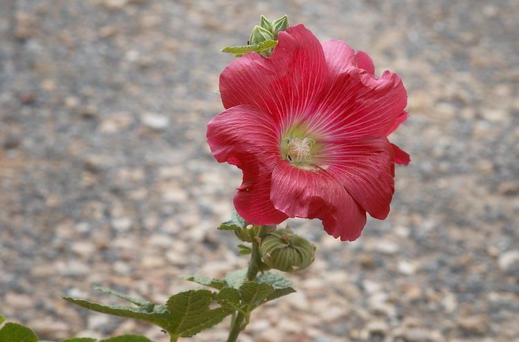 A red Hollyhock flower