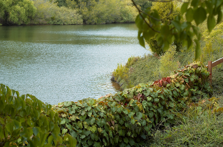 The lake at the Mount Lofty Botanic Gardens