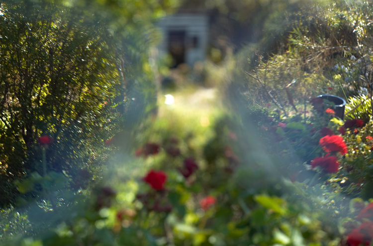 My garden with and without my glasses