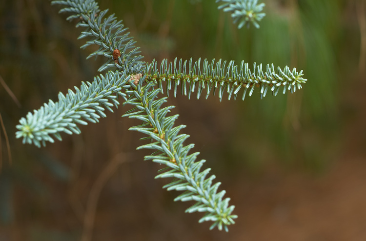 Closeup of Cedar tree needles