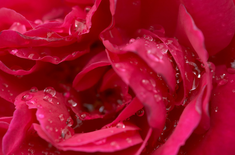 Closeup of a wet Rose flower 