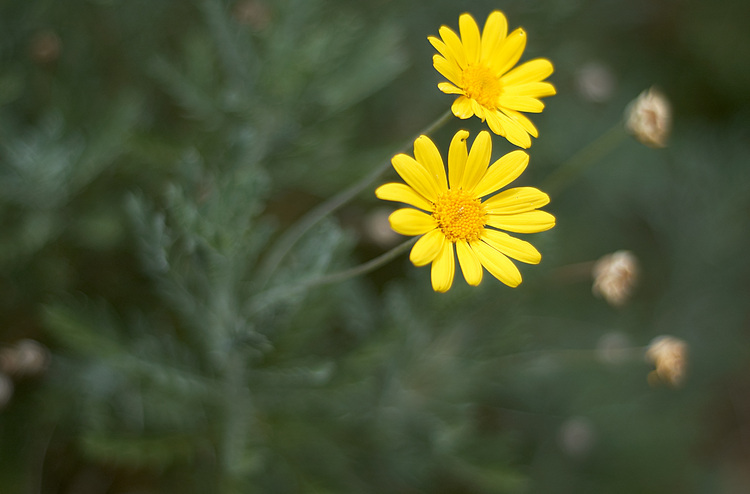 Yellow daisies