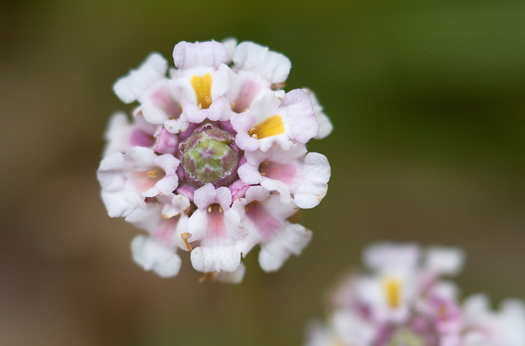 Closeup of Lippia flower