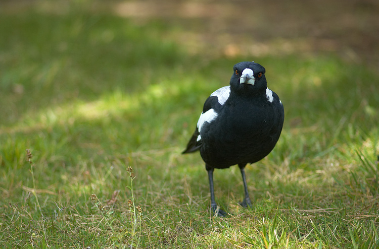 A Magpie