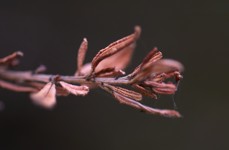 Closeup of a dead tree twig