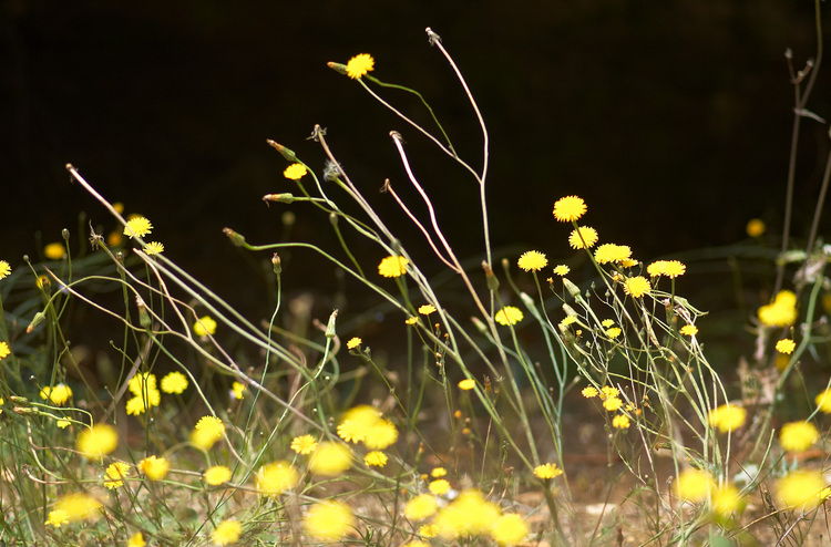 Tiny yellow flowers